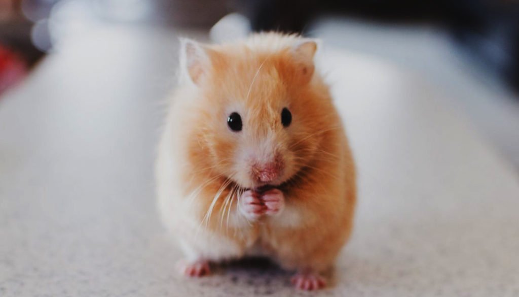 Hamster Photo